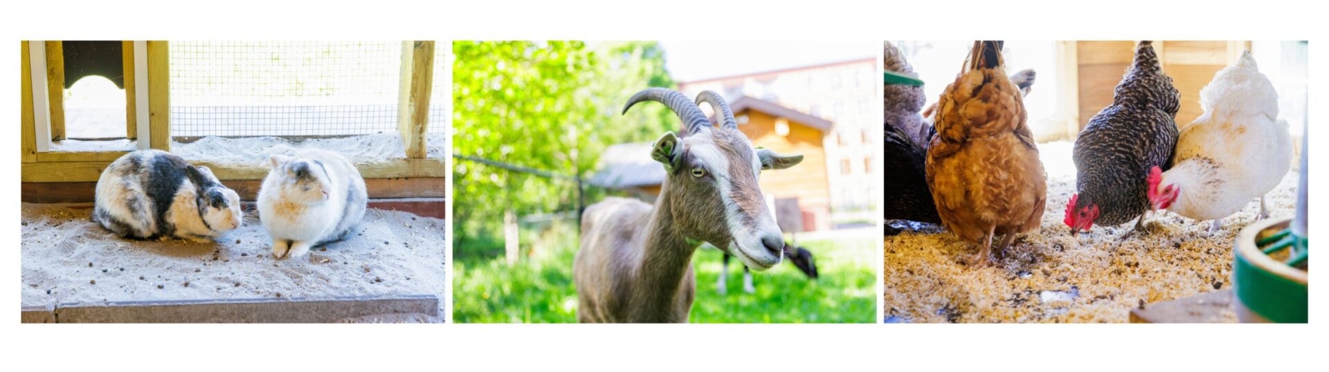 Een drieluik van verschillende boerderijdieren: links twee gevlekte konijnen in een zandverblijf, in het midden een close-up van een geit met hoorns in de wei, en rechts vier scharrelende kippen die eten pikken van de grond.