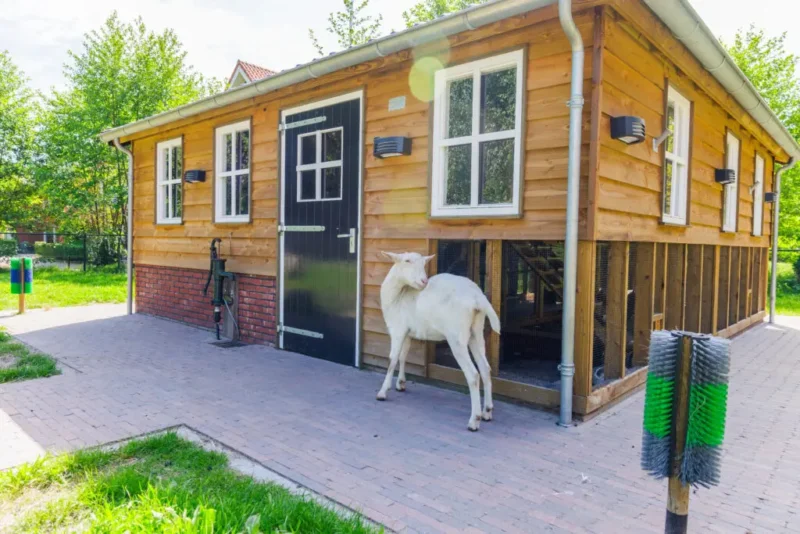 Een witte geit staat op een betegeld pad voor een modern, houten stalgebouw met witte raamkozijnen en een zwarte deur. Ongeveer op de voorgrond staat een krabborstel voor dieren.