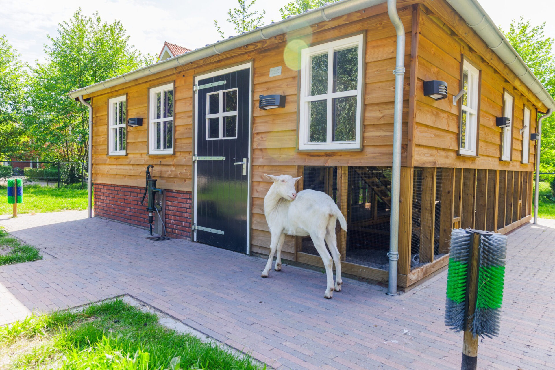 Een witte geit staat op een betegeld pad voor een modern, houten stalgebouw met witte raamkozijnen en een zwarte deur. Ongeveer op de voorgrond staat een krabborstel voor dieren.