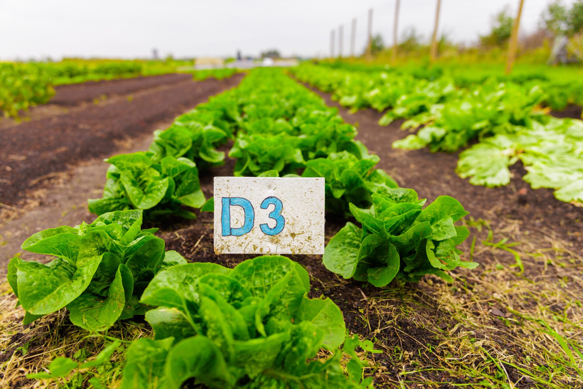 Een lange rij met jonge, groene kropsla op een akker, met op de voorgrond een klein wit bordje waarop de blauwe code 'D3' staat.